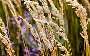 Bushgrass field wild grass and daisy flower movement under the wind in sunset light countryside meadow