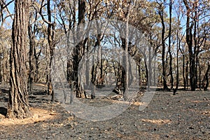 Bushland after a planned, controlled burn