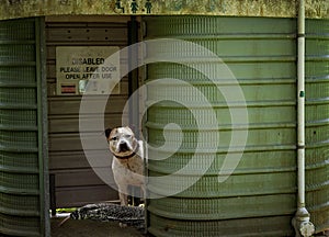 Bushland public toilets with unexpected visitors