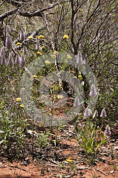 Bushland in the springtime with wildflowers including pink mulla mulla