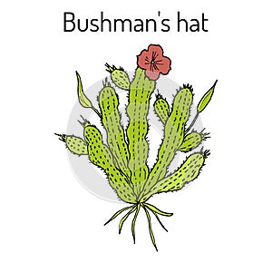 Bushmans hat Hoodia gordonii , medicinal plant