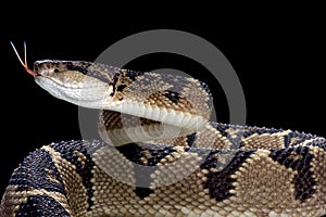 Bushmaster (Lachesis muta) photo