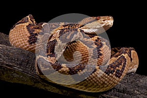 Bushmaster, Lachesis muta muta photo