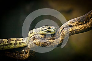 Bushmaster Snake photo