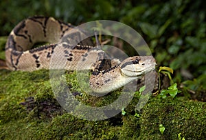 A bushmaster venomous snake