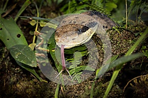 Portrait of a bushmaster snake photo