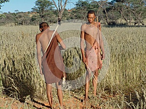 Bushmen hunters in a fields search