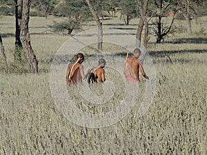 Bushmen hunters in a fields search