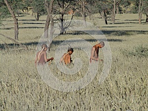 Bushmen hunters in a fields search