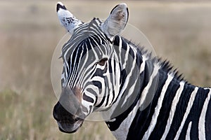 Bushnell zebra photo