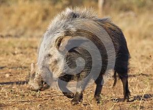 Bushpig in daytime, South Africa