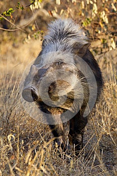 Bushpig in daytime, South Africa