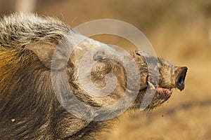 Bushpig, South Africa