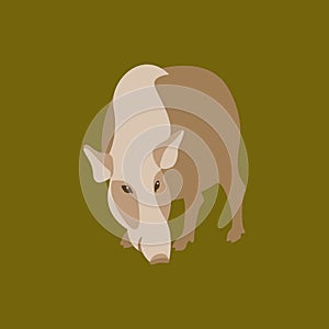 Bushpig vector illustration style Flat