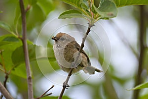 Bushtit