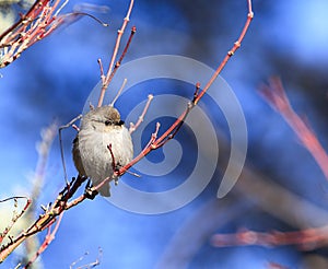 Bushtit Bird with Deep Blue Sky