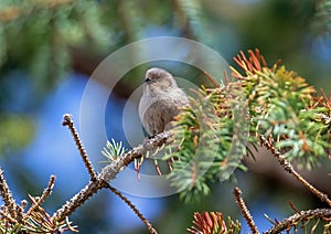 Bushtit chirping on Evergreen branch