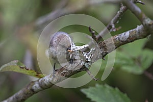 Bushtit eating Phantom Hemlock Looper moths