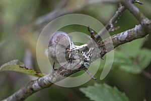 Bushtit eating Phantom Hemlock Looper moths photo