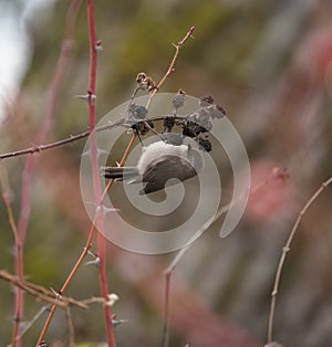 Bushtit feeding in bush