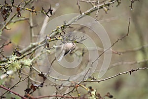 Bushtit feeding in bush