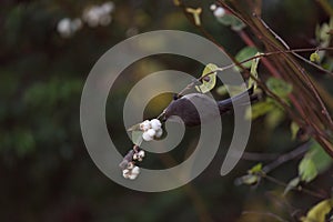 Bushtit feeding on tree branch