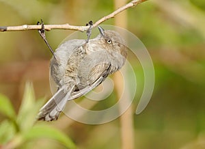Bushtit Small Bird