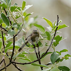 Bushtit resting on tree branch