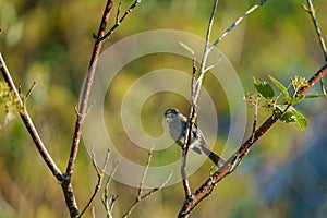 Bushtit resting on tree branch