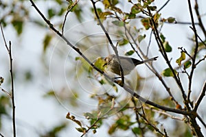 Bushtit resting on tree branch