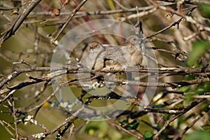 Bushtit resting on tree branch