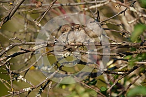 Bushtit resting on tree branch