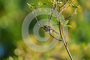 Bushtit resting on tree branch
