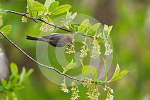 Bushtit resting on tree branch