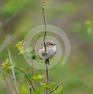 Bushtit resting on tree branch