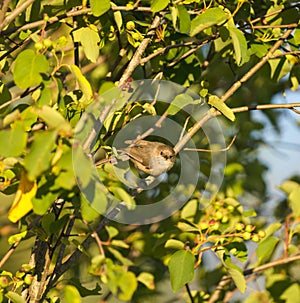 Bushtit resting in woods
