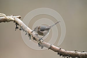 Bushtit resting in woods