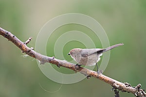 Bushtit resting in woods