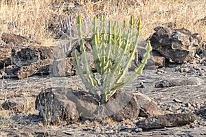 Bushveld candelebra, also called the Transvaal candelebra