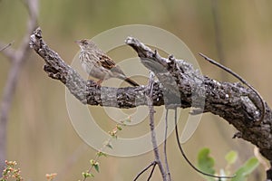 Bushveld pipit (Anthus caffer) in South Africa