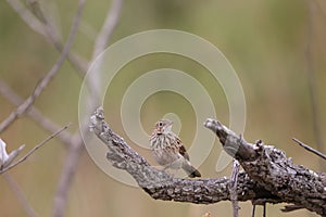 Bushveld pipit (Anthus caffer) in South Africa