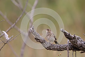 Bushveld pipit (Anthus caffer) in South Africa