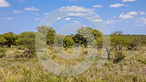 Bushveld savanna Kruger park
