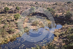 Bushveld View In Kruger National Park