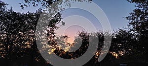 Bushveld winter sunset through the trees