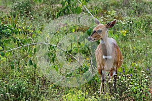 Bushwalk antelope in the Shimba Hills in Kenya