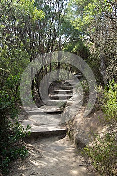 Bushwalking in Blue Mountains.