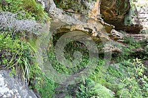 Bushwalking in Blue Mountains.