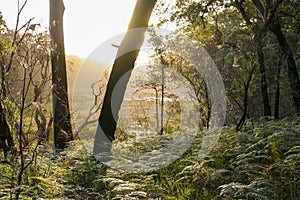 Bushwalking in Booderee National Park. NSW. Australia