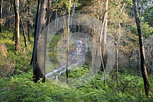 Bushwalking in Booderee National Park. NSW. Australia photo